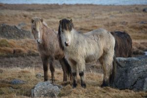Island Pferde