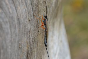 dürrer Baum mit Insekt