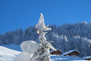 Tännli im Neuschnee